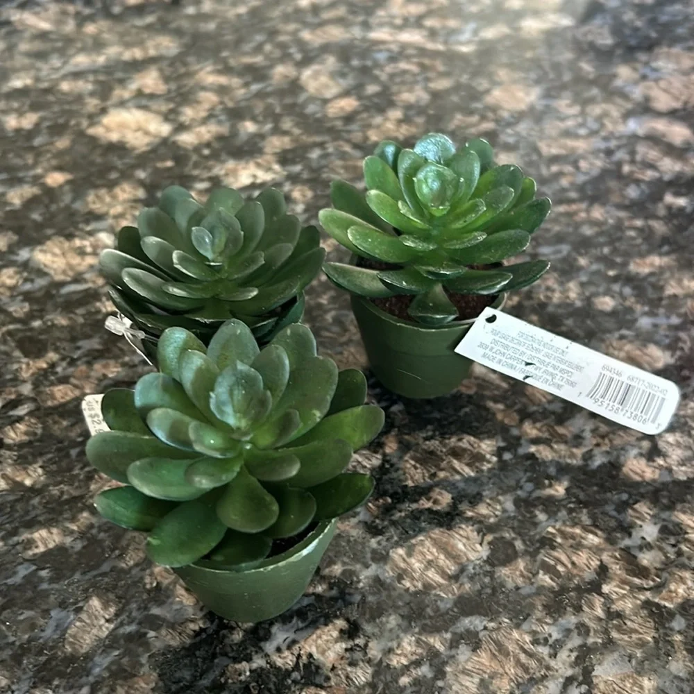 ASHLAND MINI POTTED SUCCULENT LOT OF 8 NWT